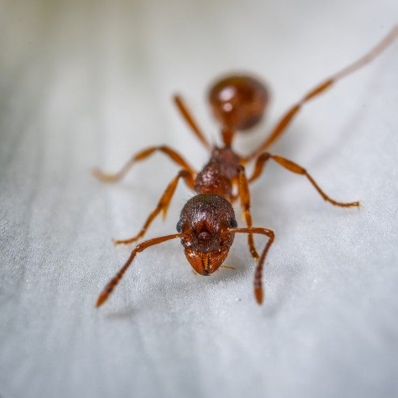 Field Ants, Pest Control in Lee, SE12. Call Now! 020 8166 9746