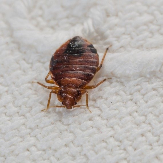 Bed Bugs, Pest Control in Lee, SE12. Call Now! 020 8166 9746