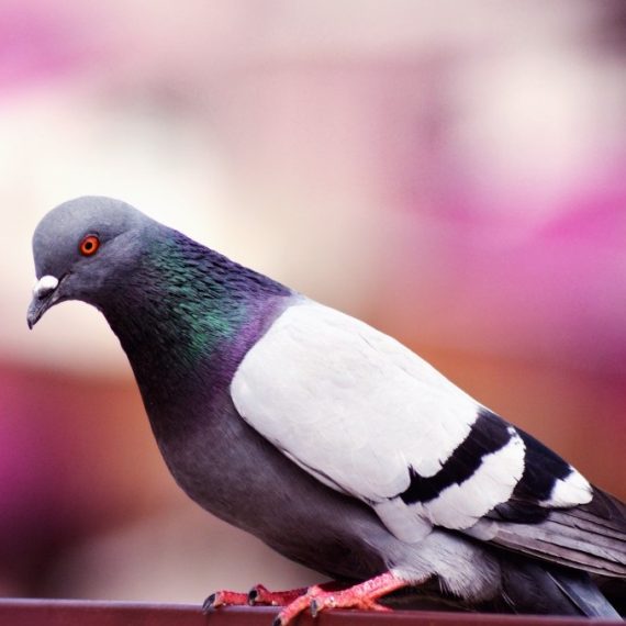 Birds, Pest Control in Lee, SE12. Call Now! 020 8166 9746