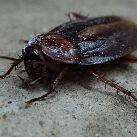 Cockroaches, Pest Control in Lee, SE12. Call Now! 020 8166 9746