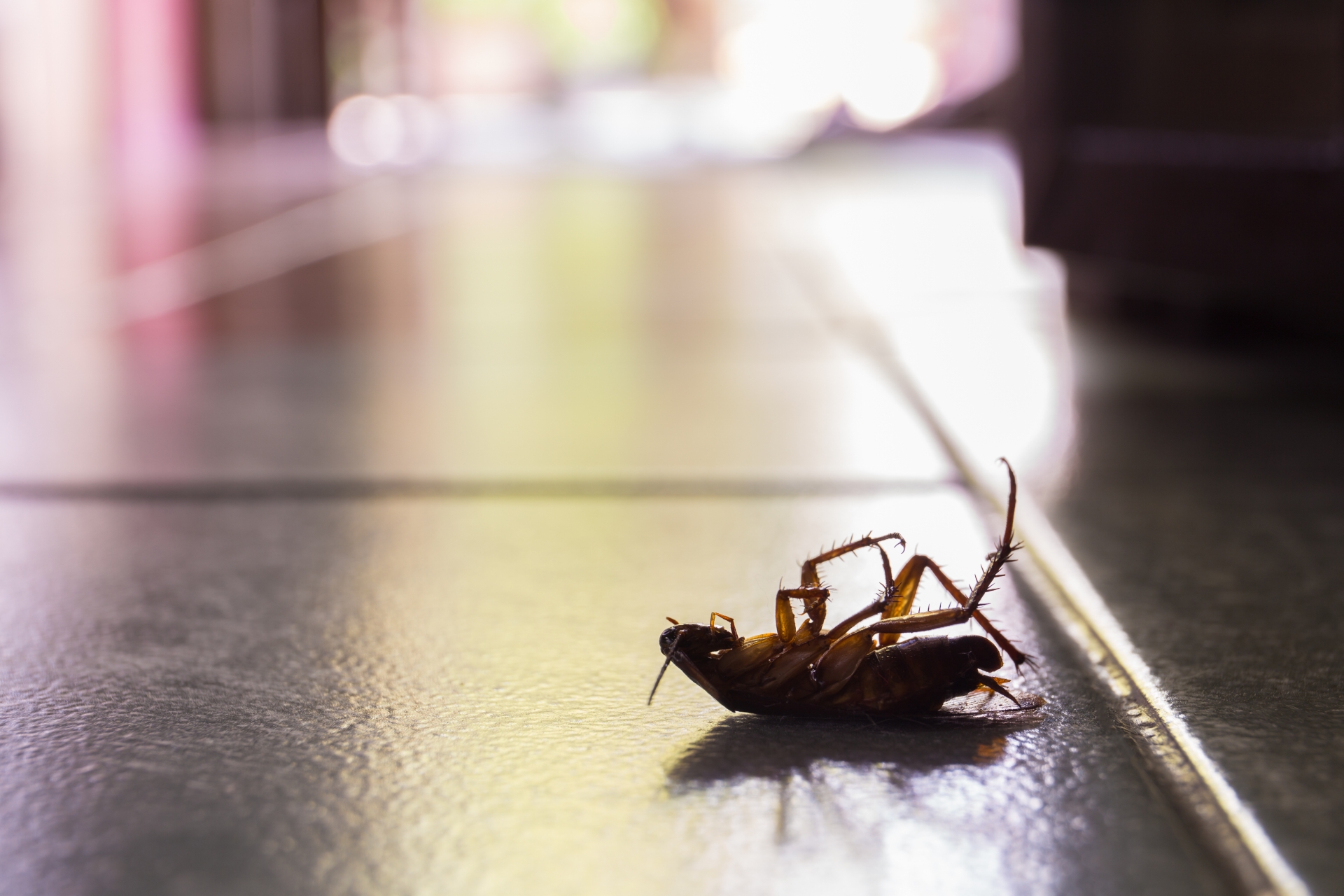 Cockroach Control, Pest Control in Lee, SE12. Call Now 020 8166 9746