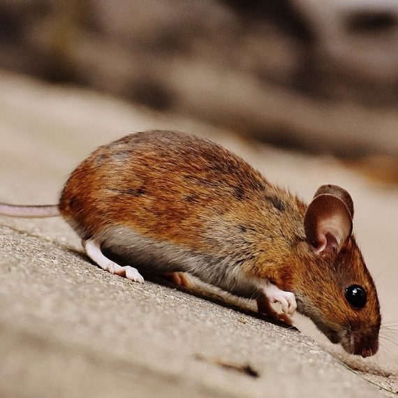 Mice, Pest Control in Lee, SE12. Call Now! 020 8166 9746