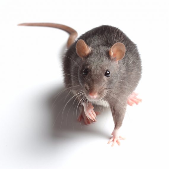 Rats, Pest Control in Lee, SE12. Call Now! 020 8166 9746