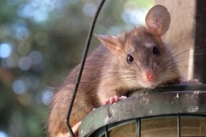 Rat Infestation, Pest Control in Lee, SE12. Call Now 020 8166 9746