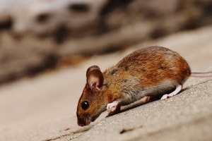 Mouse extermination, Pest Control in Lee, SE12. Call Now 020 8166 9746