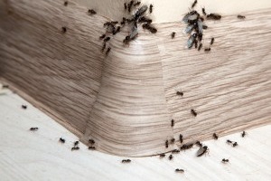 Ant Control, Pest Control in Lee, SE12. Call Now 020 8166 9746