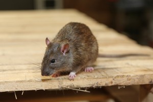 Rodent Control, Pest Control in Lee, SE12. Call Now 020 8166 9746