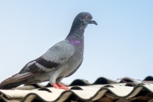 Pigeon Control, Pest Control in Lee, SE12. Call Now 020 8166 9746