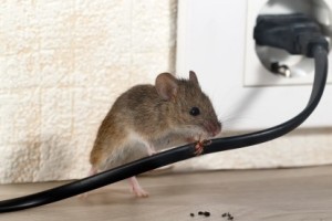 Mice Control, Pest Control in Lee, SE12. Call Now 020 8166 9746