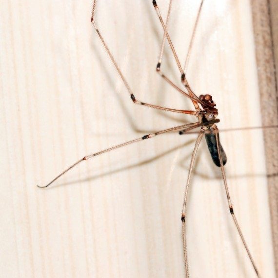 Spiders, Pest Control in Lee, SE12. Call Now! 020 8166 9746