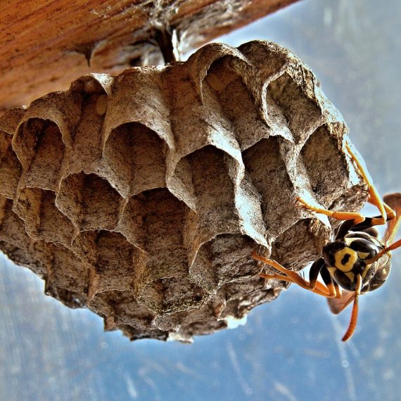 Wasps Nest, Pest Control in Lee, SE12. Call Now! 020 8166 9746