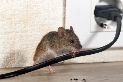 Pest Control in Lee, SE12. Call Now! 020 8166 9746