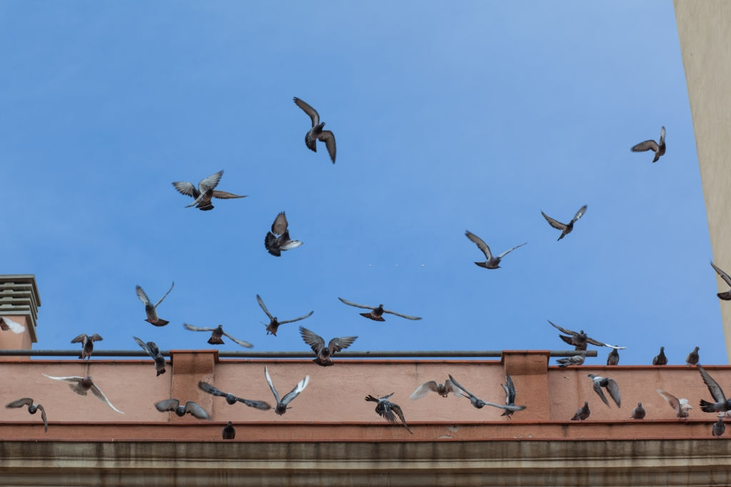Pigeon Control, Pest Control in Lee, SE12. Call Now 020 8166 9746